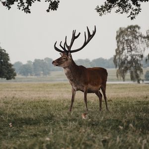 Preview wallpaper deer, animal, field, wildlife