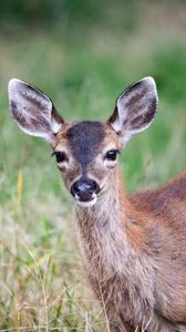 Preview wallpaper deer, animal, forest, grass, glance, wildlife