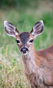 Preview wallpaper deer, animal, forest, grass, glance, wildlife