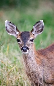 Preview wallpaper deer, animal, forest, grass, glance, wildlife