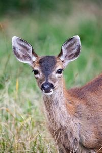 Preview wallpaper deer, animal, forest, grass, glance, wildlife