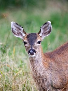 Preview wallpaper deer, animal, forest, grass, glance, wildlife