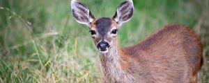 Preview wallpaper deer, animal, forest, grass, glance, wildlife