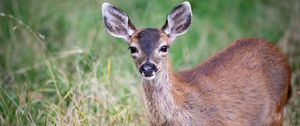 Preview wallpaper deer, animal, forest, grass, glance, wildlife