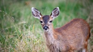 Preview wallpaper deer, animal, forest, grass, glance, wildlife