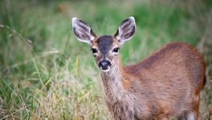 Preview wallpaper deer, animal, forest, grass, glance, wildlife