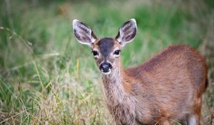 Preview wallpaper deer, animal, forest, grass, glance, wildlife