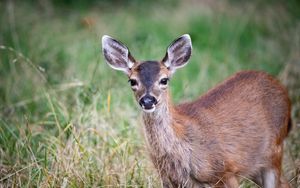 Preview wallpaper deer, animal, forest, grass, glance, wildlife