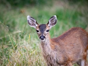 Preview wallpaper deer, animal, forest, grass, glance, wildlife