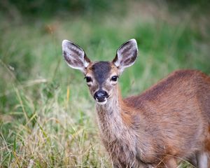 Preview wallpaper deer, animal, forest, grass, glance, wildlife