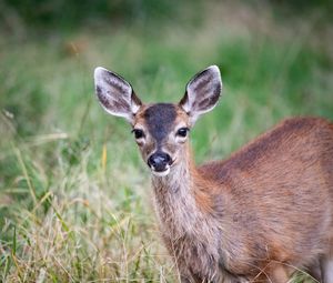 Preview wallpaper deer, animal, forest, grass, glance, wildlife