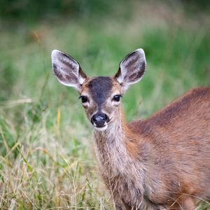 Preview wallpaper deer, animal, forest, grass, glance, wildlife