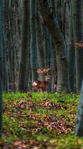Preview wallpaper deer, animal, forest, trees