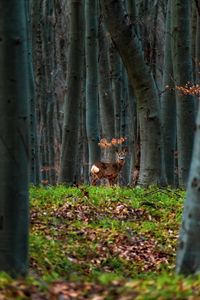 Preview wallpaper deer, animal, forest, trees