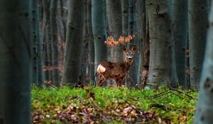 Preview wallpaper deer, animal, forest, trees