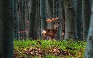 Preview wallpaper deer, animal, forest, trees