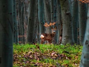 Preview wallpaper deer, animal, forest, trees