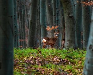 Preview wallpaper deer, animal, forest, trees