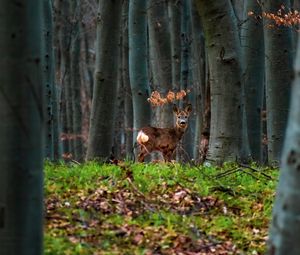 Preview wallpaper deer, animal, forest, trees