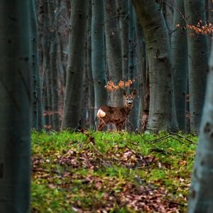 Preview wallpaper deer, animal, forest, trees