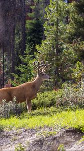 Preview wallpaper deer, animal, forest, trees, wildlife