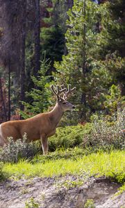 Preview wallpaper deer, animal, forest, trees, wildlife
