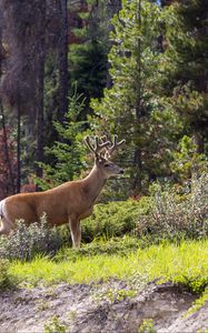 Preview wallpaper deer, animal, forest, trees, wildlife