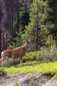 Preview wallpaper deer, animal, forest, trees, wildlife