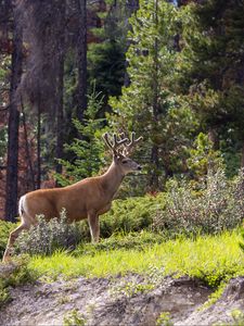 Preview wallpaper deer, animal, forest, trees, wildlife
