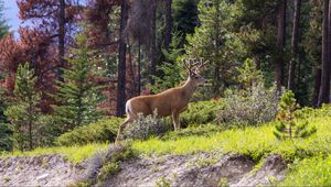 Preview wallpaper deer, animal, forest, trees, wildlife