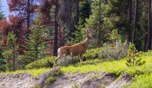 Preview wallpaper deer, animal, forest, trees, wildlife