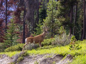 Preview wallpaper deer, animal, forest, trees, wildlife