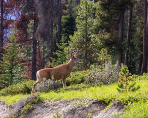 Preview wallpaper deer, animal, forest, trees, wildlife