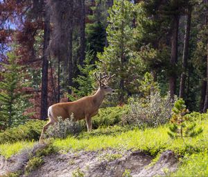Preview wallpaper deer, animal, forest, trees, wildlife