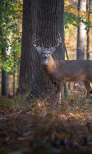 Preview wallpaper deer, animal, forest, wildlife