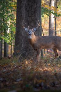 Preview wallpaper deer, animal, forest, wildlife