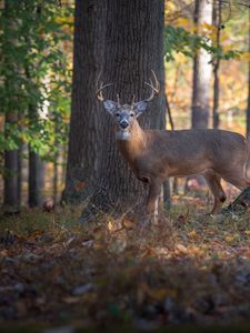 Preview wallpaper deer, animal, forest, wildlife