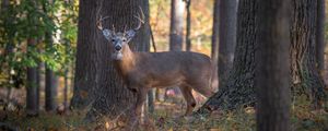 Preview wallpaper deer, animal, forest, wildlife