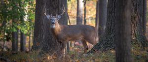 Preview wallpaper deer, animal, forest, wildlife