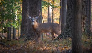 Preview wallpaper deer, animal, forest, wildlife