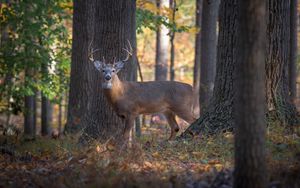 Preview wallpaper deer, animal, forest, wildlife