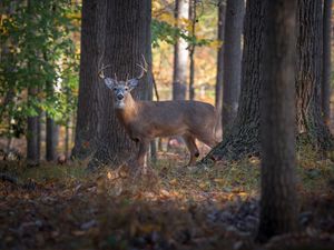 Preview wallpaper deer, animal, forest, wildlife