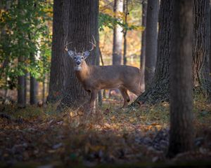 Preview wallpaper deer, animal, forest, wildlife