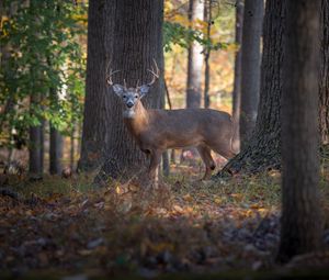 Preview wallpaper deer, animal, forest, wildlife