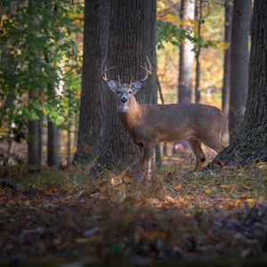 Preview wallpaper deer, animal, forest, wildlife