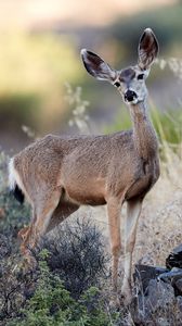 Preview wallpaper deer, animal, grass, bushes