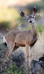 Preview wallpaper deer, animal, grass, bushes