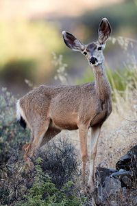 Preview wallpaper deer, animal, grass, bushes