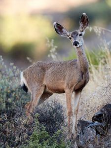 Preview wallpaper deer, animal, grass, bushes