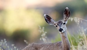 Preview wallpaper deer, animal, grass, bushes
